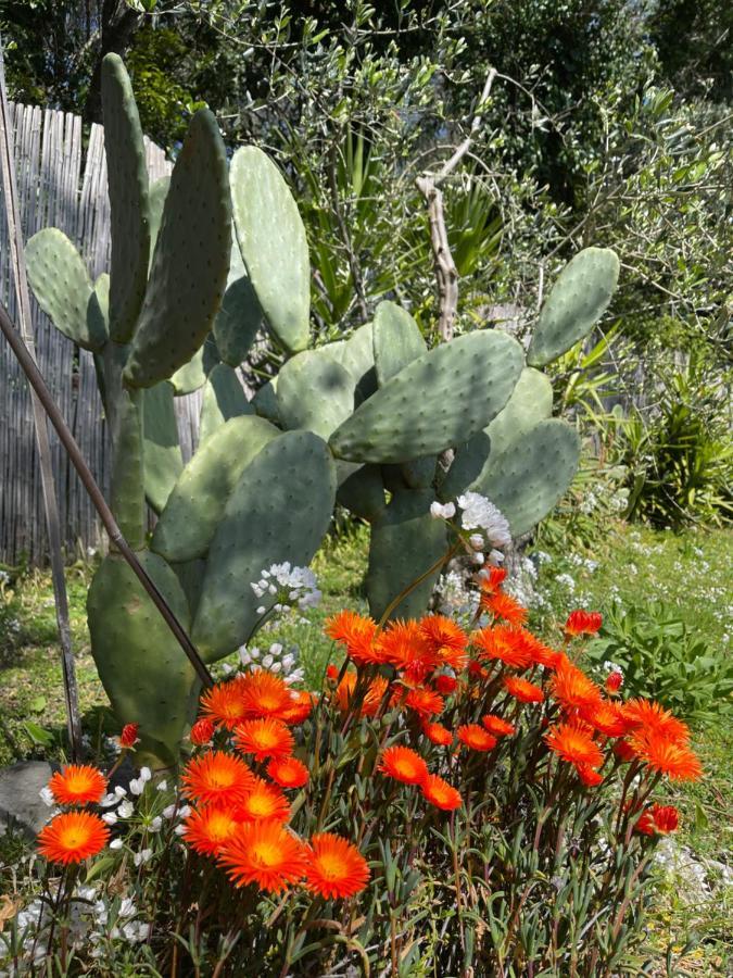 Villa Paolo Lemon Tree Porto Venere Esterno foto